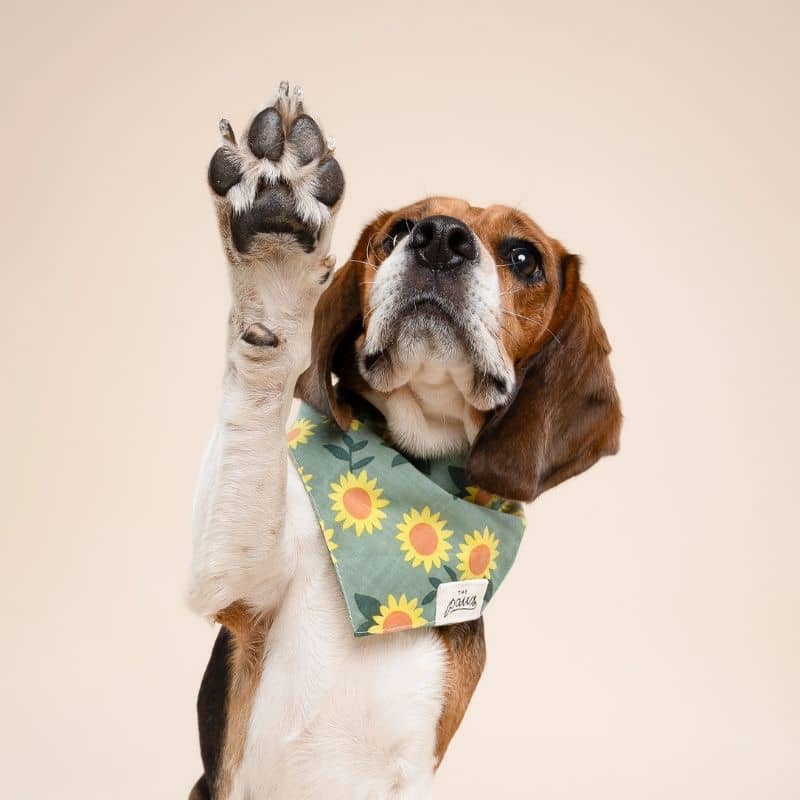 BANDANA POUR CHIEN - TOURNESOL "CULLIPHER" & "CROMWELL" - Image 2