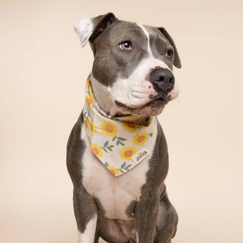 BANDANA POUR CHIEN - TOURNESOL "CULLIPHER" & "CROMWELL" - Image 3