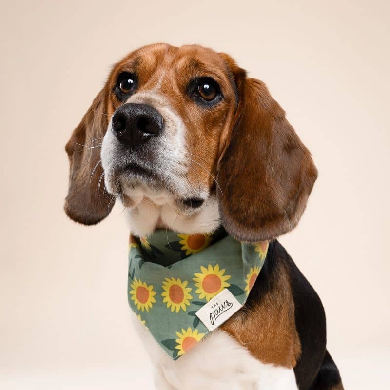 BANDANA POUR CHIEN - TOURNESOL "CULLIPHER" & "CROMWELL" - Image 4