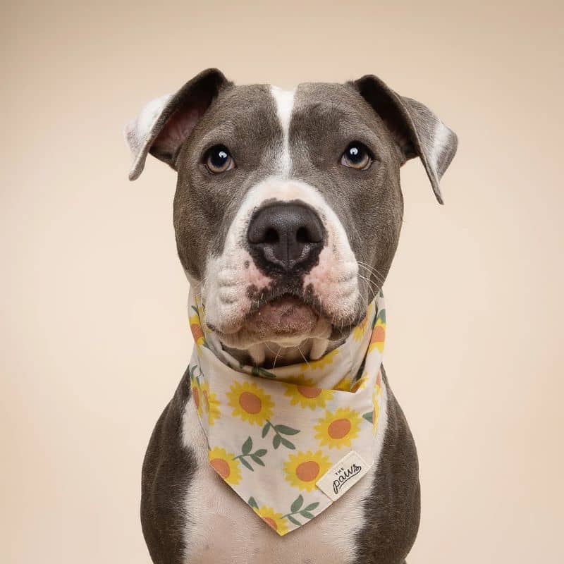 BANDANA POUR CHIEN - TOURNESOL "CULLIPHER" & "CROMWELL" - Image 5