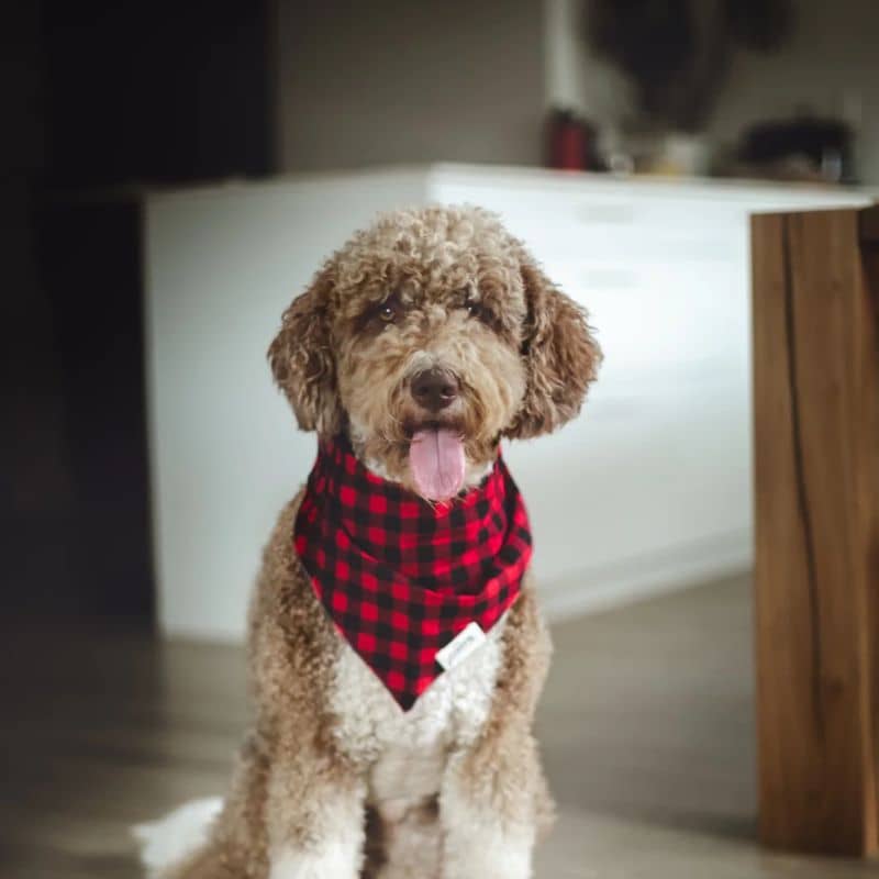 BANDANA POUR CHIEN - CARREAUX BUCHERON ROUGE "WHISKEY" - Image 2
