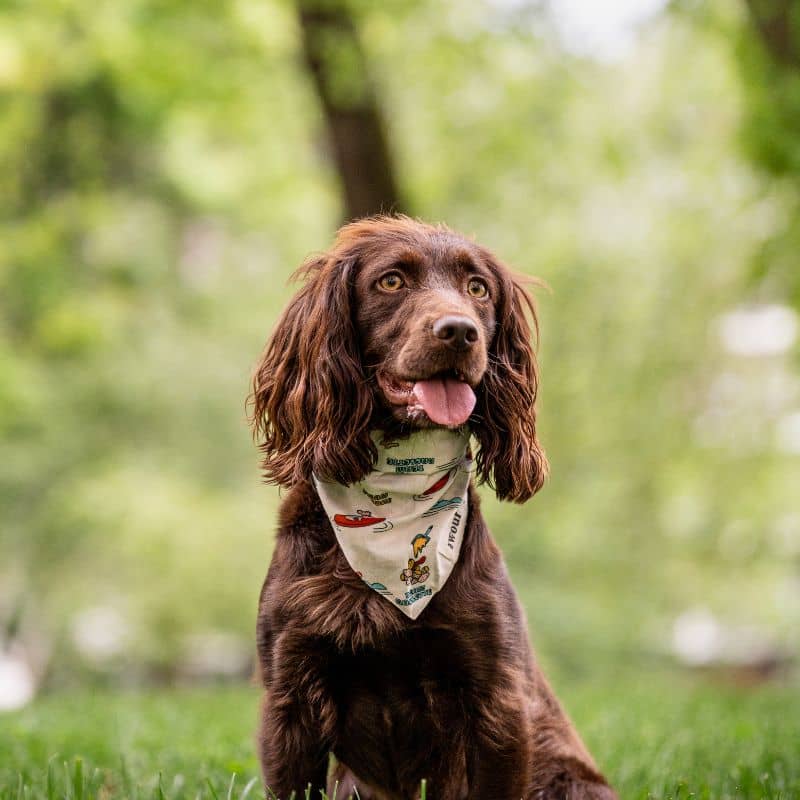 BANDANA POUR CHIEN - SOUVENIR D'ANNECY - Image 3