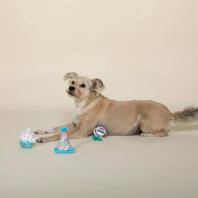 TRIO DE PELUCHES ANNIVERSAIRE POUR CHIEN - CUPCAKE, CHAPEAU ET COCARDE đ - Image 4