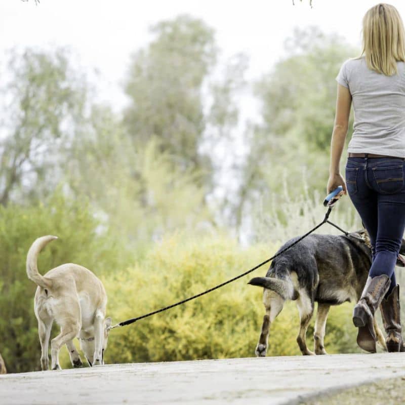 LAISSE DOUBLE RÉFLÉCHISSANTE EN CORDE POUR CHIEN - ANTI-EMMÊLEMENT 360° - Image 2
