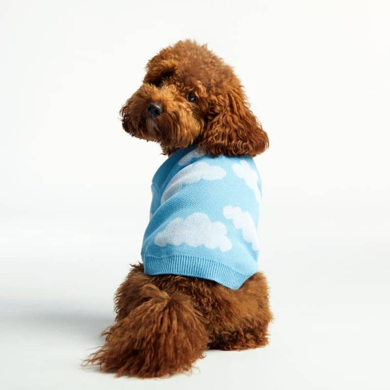 PULL POUR CHIEN - NUAGE ☁️ - Image 3