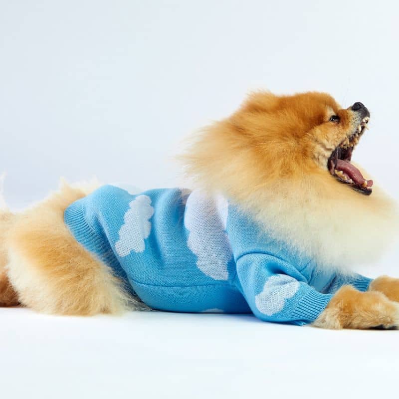 PULL POUR CHIEN - NUAGE ☁️ - Image 4