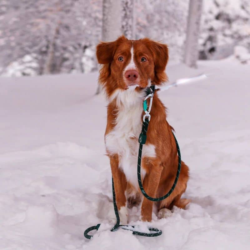 LAISSE EN CORDE POUR CHIEN - VERT FONCÉ EVERGREEN - Image 2