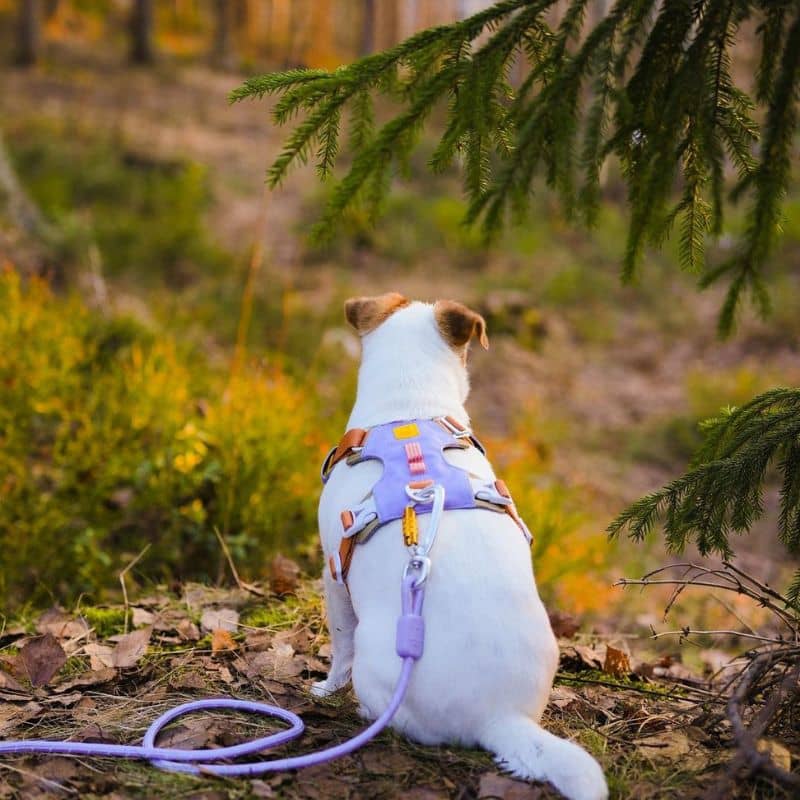 LAISSE RÉFLÉCHISSANTE EN CORDE POUR CHIEN - MAUVE LAVENDER (2 TAILLES DISPO) - Image 2