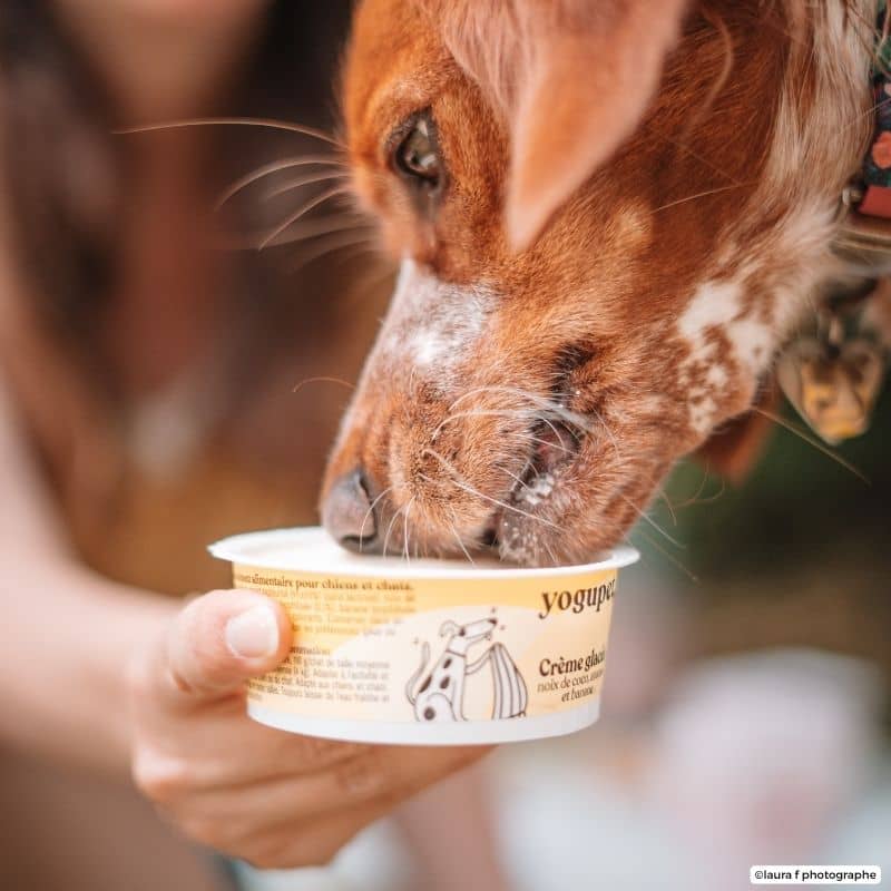 GLACE AU YAOURT POUR CHIEN OU CHAT - PASTÈQUE, FRAMBOISE, MÛRE 🍉 - Image 3
