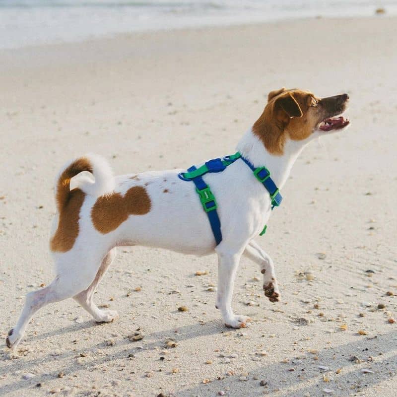 HARNAIS POUR CHIEN BICOLORE WATERPROOF - NEOPRO APEX BLEU & VERT - Image 2
